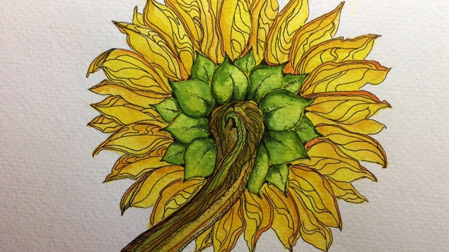 Botanical Illustration: Sunflowers