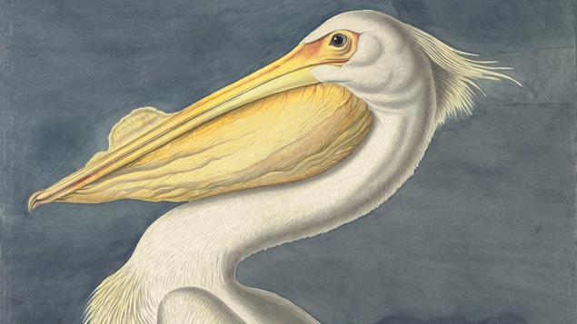 John James Audobon, American White Pelican.