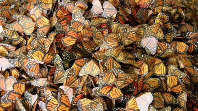 The Ecologies of Erika Harrsch’s Monarch Butterflies