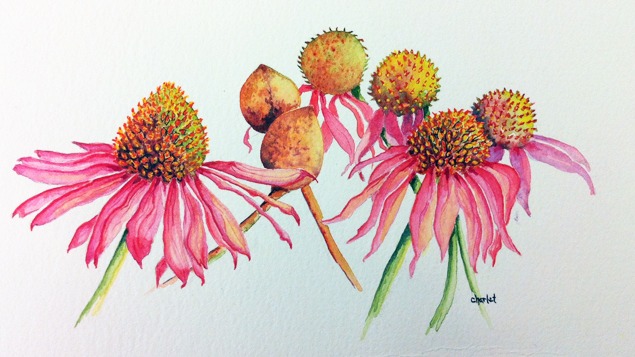 Botanical Illustration: Summer Bouquet