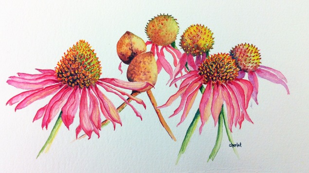 Summer Intensive: Botanical Illustration