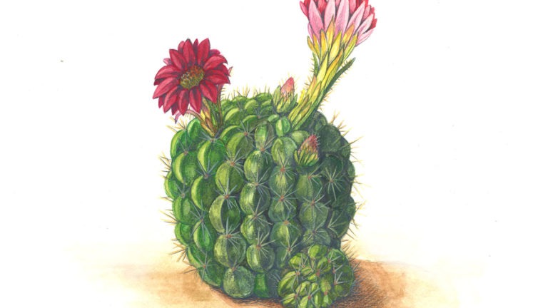 Natural Illustration: Succulents in Watercolor and Colored Pencil