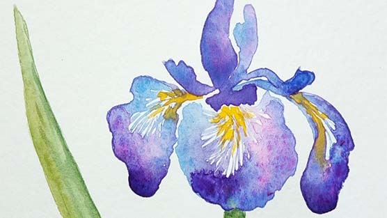 Watercolor: Irises