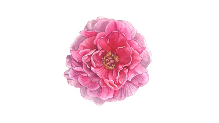 Natural Illustration: Flowers in Watercolor