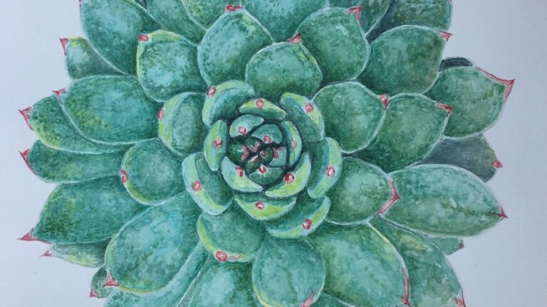 Succulents in Watercolor