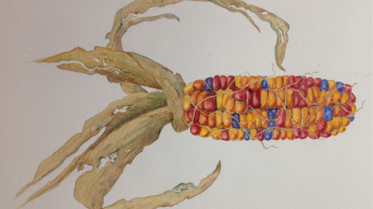 Maize, Botanical Illustration in Watercolor