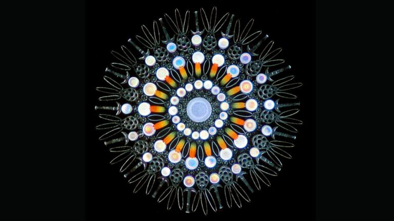Invisible Art Forms: Diatoms in the Victorian Era