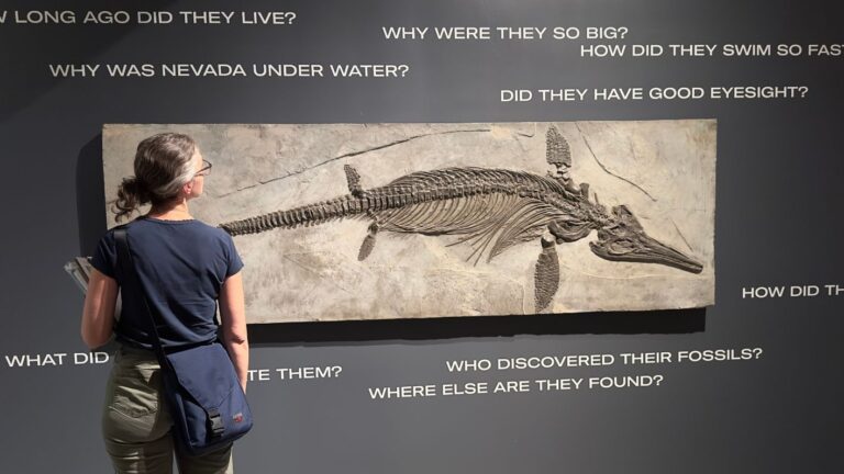 Educator Evening: A Final Dive into Deep Time