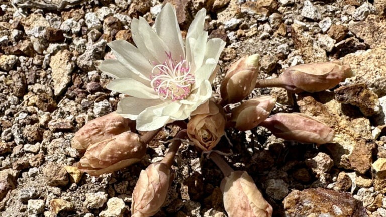 Discovering Flora with the Nevada Native Plant Society