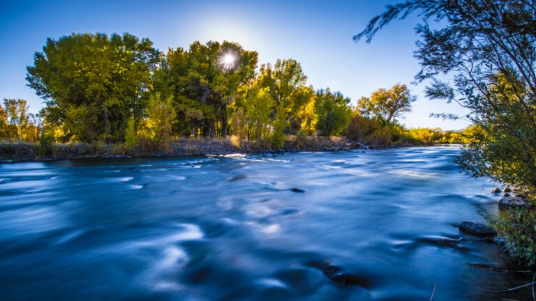Branches of Life: Forest Resilience and Collaboration on the Truckee River