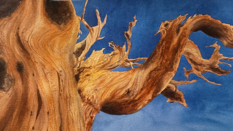 Bristlecone in Watercolor
