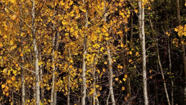 Landscape Photography: Fall Colors